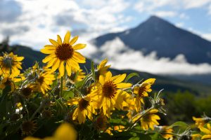 Colorado mountain in the background with yellow flowers in the foreground